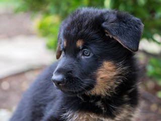 How to help client with german shepherd